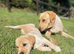 Labrador puppies