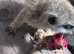 Baby meerkats