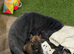 Belgian shepherd male