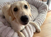 21 week old golden retriever for sale