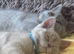 British Shorthair Kittens for sale