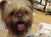 Shihtzu