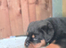 4 chunky Rottweiler pups