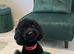 Cavapoo puppies