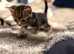 Male an female kitten