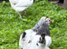 Light Sussex bantam