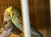 Budgies for sale