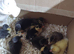 9 runner ducklings absolutely quality