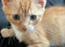 Tabby kitten ginger and white