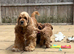 STUNNING AMERICAN COCKAPOOS ( YANKEE DOODLES ) HEALTH TESTED PARENTS (
