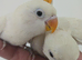 Hand reared super tame and friendly lovebirds amazing colours