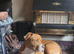 Whiskey staffy cross male for sale