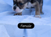 English bulldogs NEBBR Reg