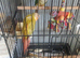 2 Pine apple semi tamed conurs