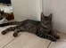 LAST MALE MAINE COON X KITTEN LEFT!