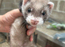 Polecat Kit Hobs 8 weeks old