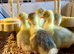 Sebastopol Goslings - Ready now