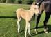 A beautiful sports horse x filly foal. Dun and white