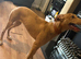 Lurcher
