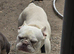 15 month Male frenchie