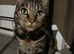Joy the bengal