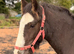 2yr old gelding