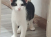 4 male kittens, 2 black, 2 black and white