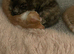 Beautiful kitten