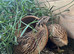 Fertile Coturnix Quail Hatching eggs