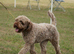 Spanish Water dog - bitch