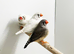 Zebra finch wanted