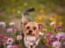 YORKSHIRE TERRIER PUPPIES READY NOW