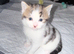 5 Beautiful Kittens