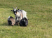 Pair of Registered Pet Pygmy Goats