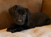 Beautiful Black Labrador Puppies
