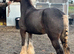 14'2 Silver dapple mare