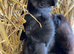 Farm kittens for sale (friendly)