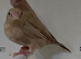 Mutation silverbills