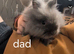 Double maned lionhead X mini lop