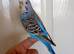 One male Baby Budgie for sale