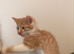 Gorgeous ginger boy️