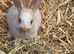 Beautiful half giant rabbits