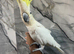 Stunning Friendly Super Affectionate Cuddly Super Tame Lesser Sulphur Crested Cockatoo Parrot,13