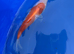 Kohaku koi 5-6 inch
