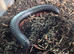 MILLIPEDE GIANT CAMEROON