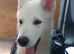12 Week old female White Husky Pups. 1st & 2nd Vaccines. Ready to be walked in 7-10 days