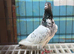 tippler male