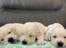 KC Old English Cream Golden Retriever Puppies