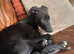 Female Lurcher pup 12 weeks old