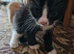 Maine coon cross kittens ready now